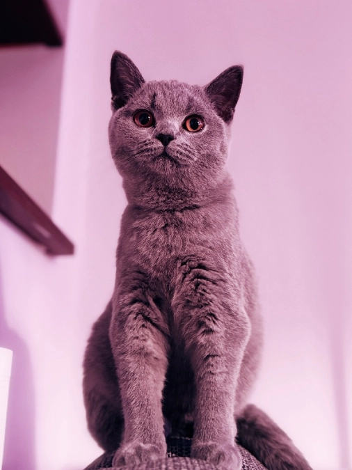 British Shorthair