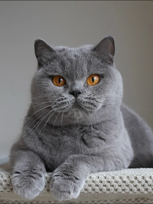 Chartreux