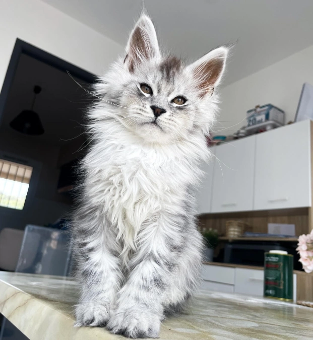 Maine Coon
