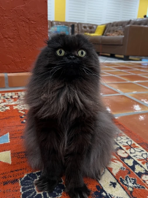 Black Persian