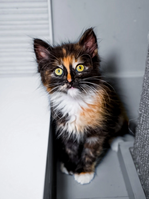 Tortoiseshell Kitten