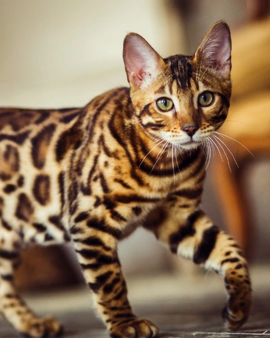 Bengal Cat