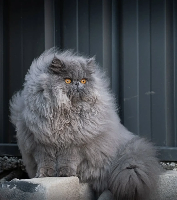 Blue Persian