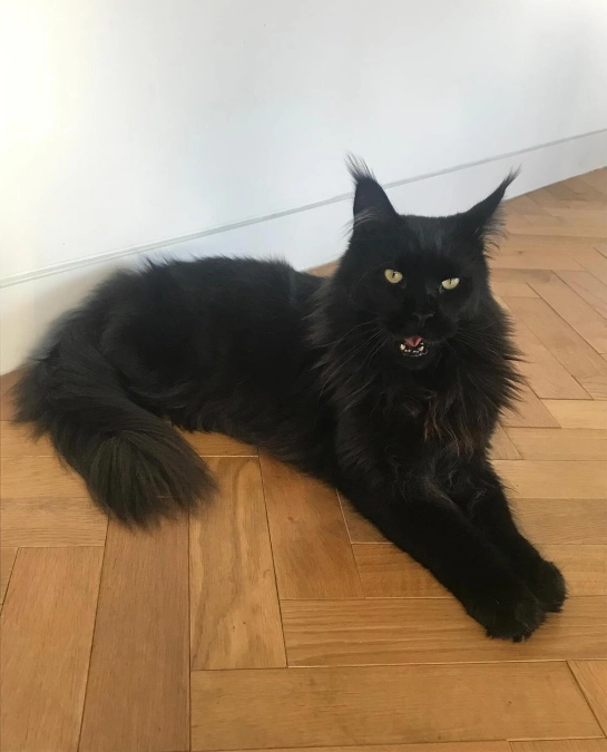 Black Maine Coon