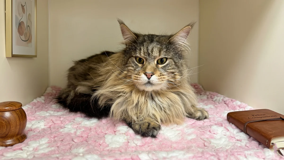 27 Reasons to not buy a Maine Coon