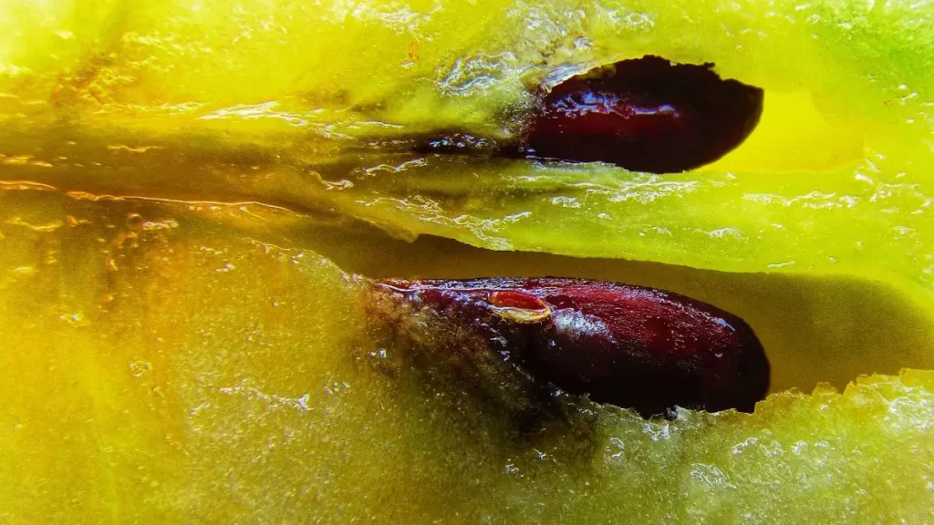 27 Common Foods That Are Secretly Poisonous to Dogs 13 1 42