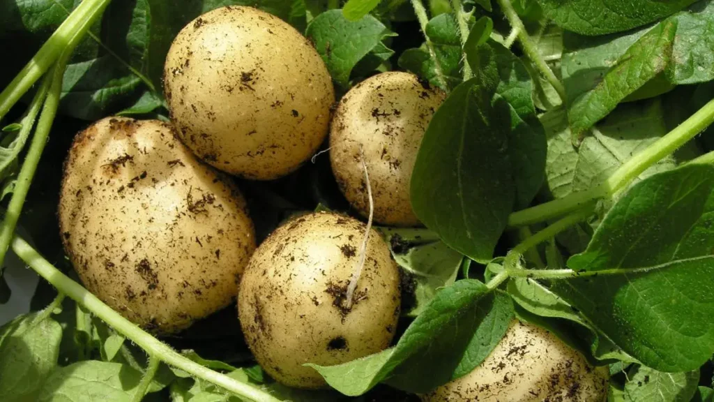 27 Common Foods That Are Secretly Poisonous to Dogs 15 1 44