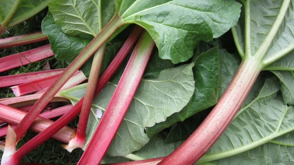 27 Common Foods That Are Secretly Poisonous to Dogs 16 1 45