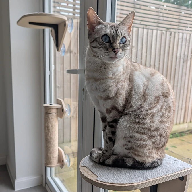A Suction-Cup Window Climber