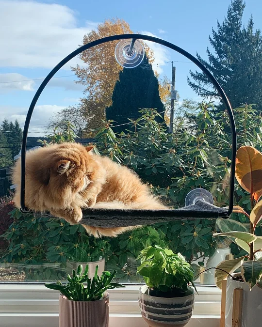An Arched Suction-Cup Hammock