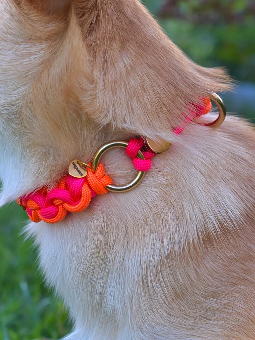 Bright Braided Rope Collar