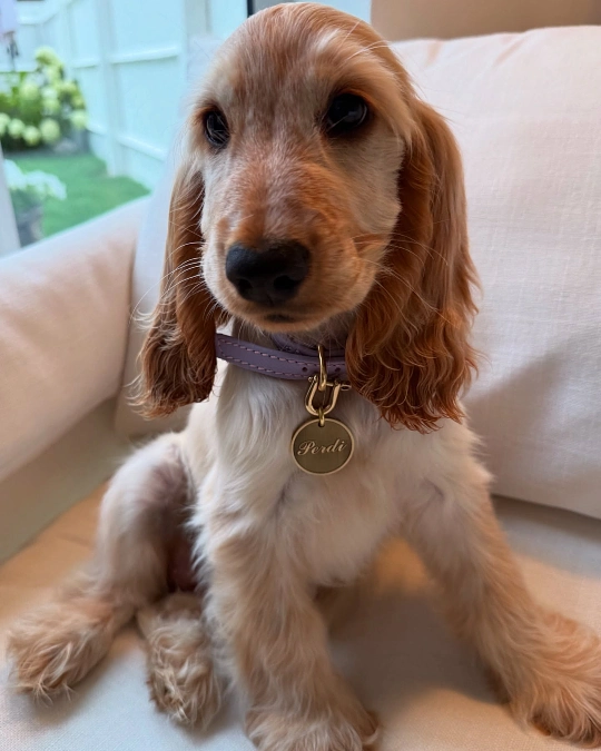 Lavender Leather Collar With Gold Tag