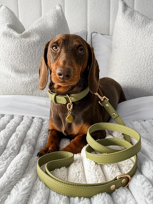 Olive Green Leather Collar and Leash