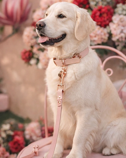 Blush Pink Collar With Rose Gold Hardware