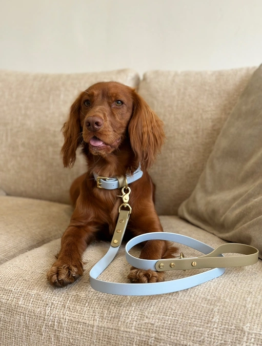 Powder Blue Collar With Brass Details