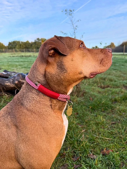 Red Rope Collar With Brass Leaf Tag