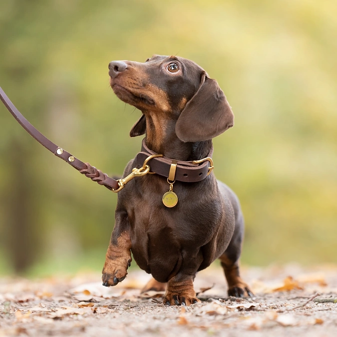 Dark Brown Leather Walking Collar