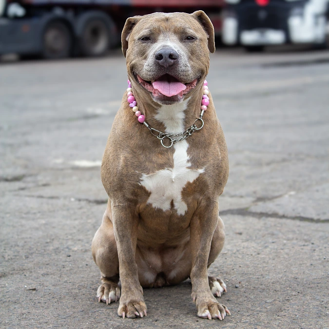 Pink Beaded Chain Collar