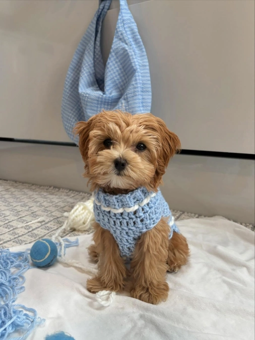 Blue Crochet Sweater Puppy