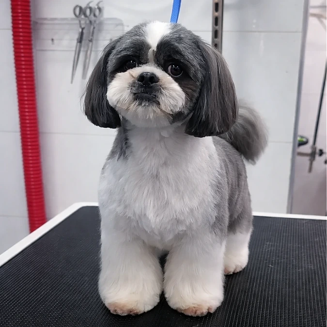 Rounded Teddy Bear Shih Tzu Cut