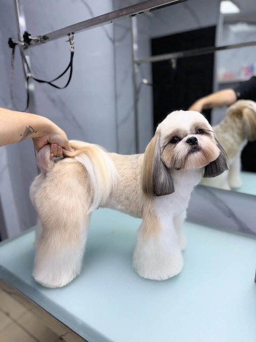 Flared Legs and Long Ear Cut