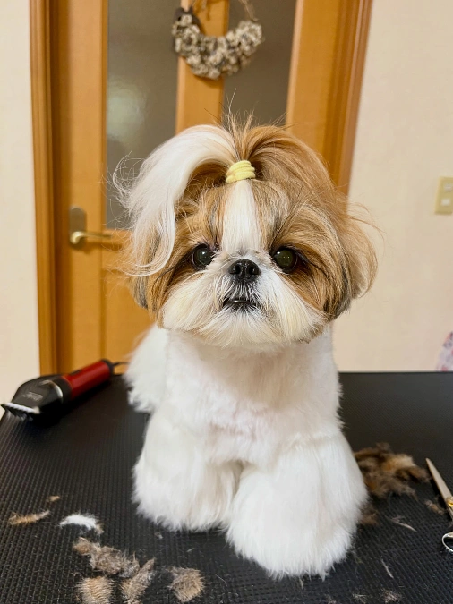 Top Knot and Rounded Face Trim