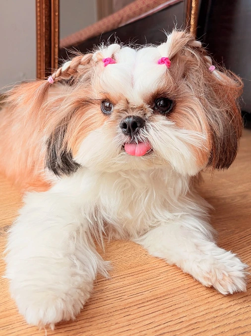 Braided Pigtails With Face-Framing Bangs