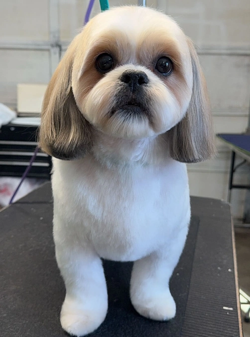 Sleek Ear-Length Puppy Cut