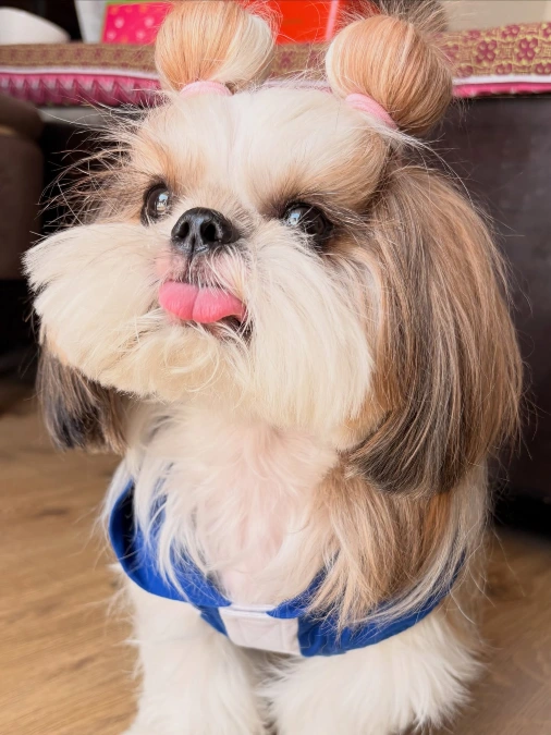 Double Top Knots With Long Ears