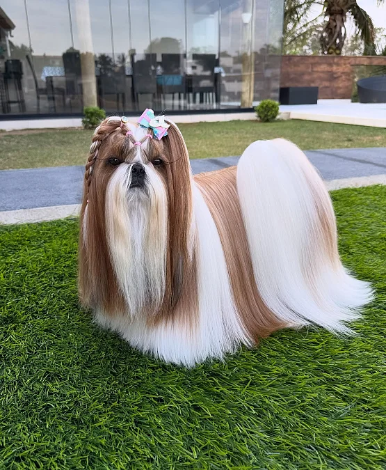 Floor-Length Show Coat With Braided Top Knot