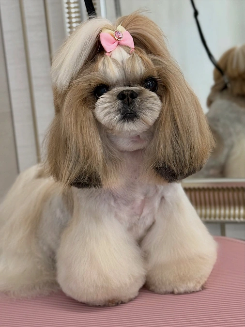 Pink Bow Top Knot Cut