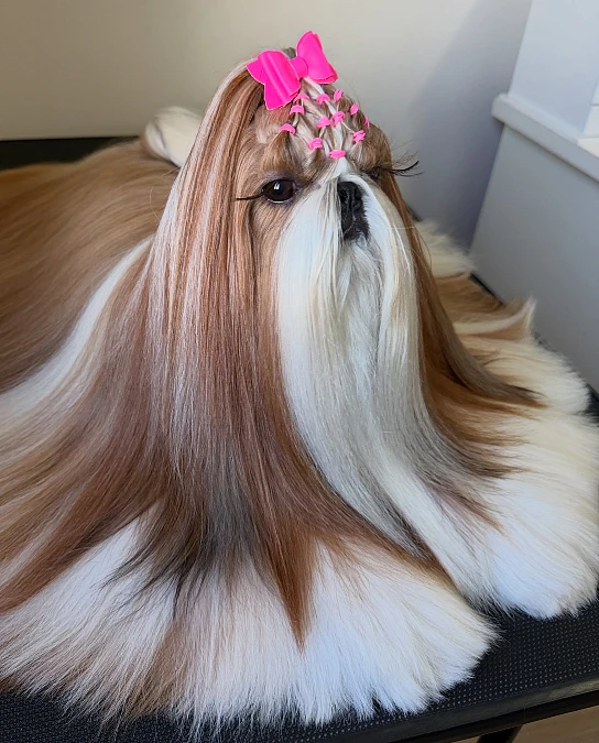 Braided Crown With a Full Show Coat