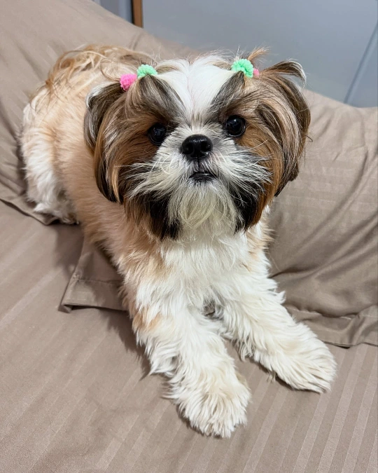 Twin Mini Ponytails With a Natural Coat