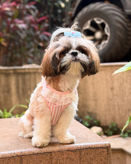 Blue Bow Top Knot With Soft Puppy Trim