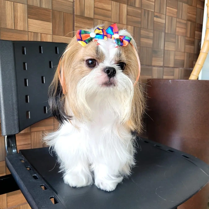 Colorful Double-Bow Top Knot