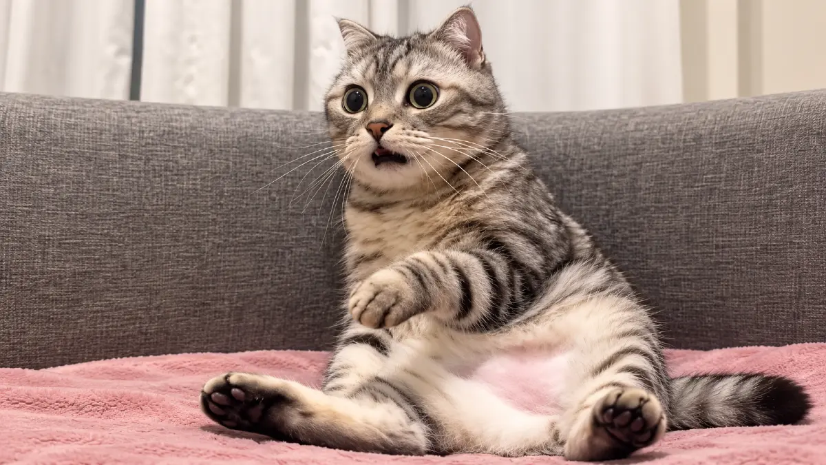Your Cat Doesn’t See You as Human (Here’s What You Really Are to Them) 5 Your Cat Doesn’t See You as Human (Here’s What You Really Are to Them)