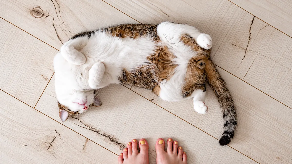 When Your Cat Lies Down in Front of You, THIS Is What They’re Trying to Say to You 19 When Your Cat Lies Down in Front of You, THIS Is What They’re Trying to Say to You