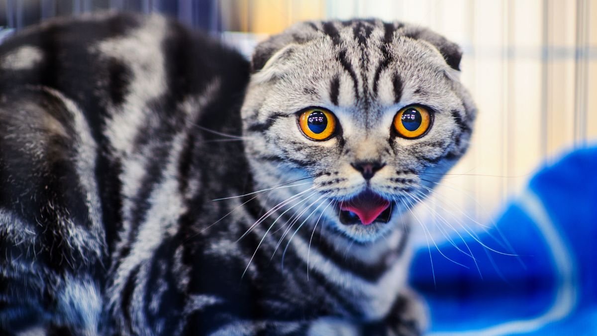 Your Cat Doesn’t See You as Human (Here’s What You Really Are to Them) 5 Your Cat Doesn’t See You as Human (Here’s What You Really Are to Them)