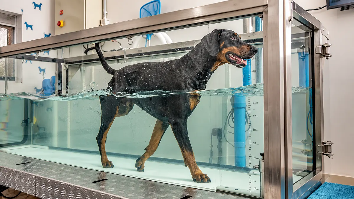Underwater Treadmill for Dogs: How It Works and When to Use It 1 Underwater Treadmill for Dogs: How It Works and When to Use It