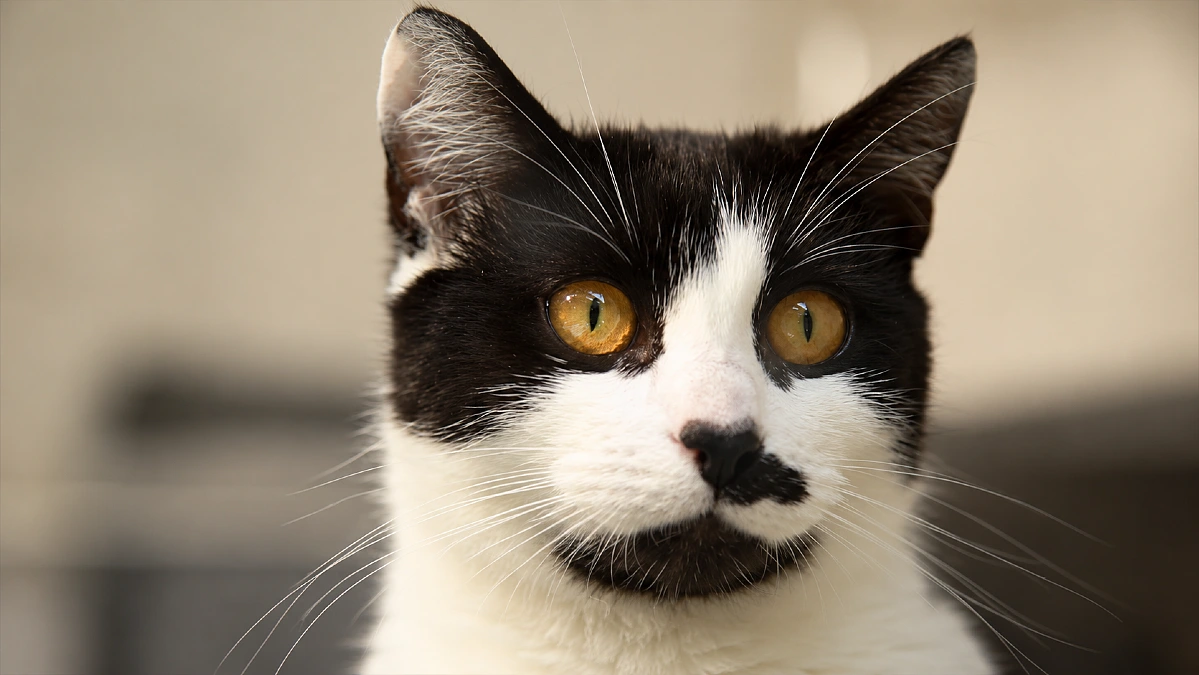 6 STRANGE Things ONLY Your Cat Can See And Hear 8 6 STRANGE Things ONLY Your Cat Can See And Hear