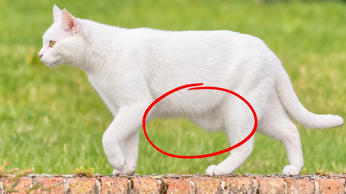 WARNING: Primordial Pouch - Why Your Cat Has a Fat Pouch 4 WARNING: Primordial Pouch – Why Your Cat Has a Fat Pouch