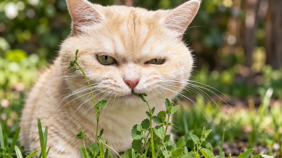 What Catnip Really Does to Your Cat 3 What Catnip Really Does to Your Cat