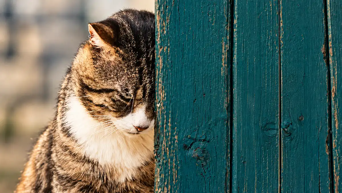 13 Heartbreaking Ways Your Cat Shows They've Missed You - Even If You Think They Didn't 1 13 Heartbreaking Ways Your Cat Shows They’ve Missed You – Even If You Think They Didn’t