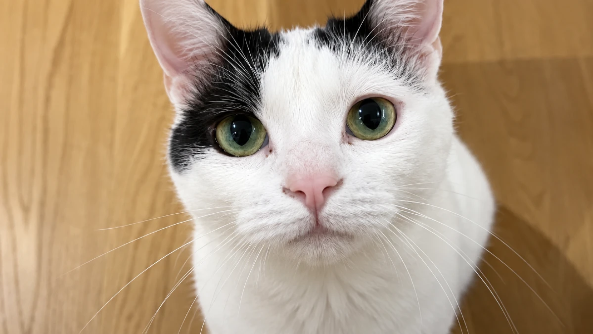 7 Signs Your Cat Is Closing Off From You Without You Even Realizing It